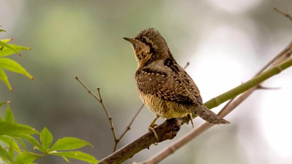 舌尖上的蟻鴷鳥