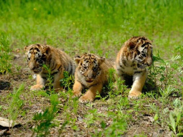 特別策劃丨“萌虎天團”線上徵名，全球的