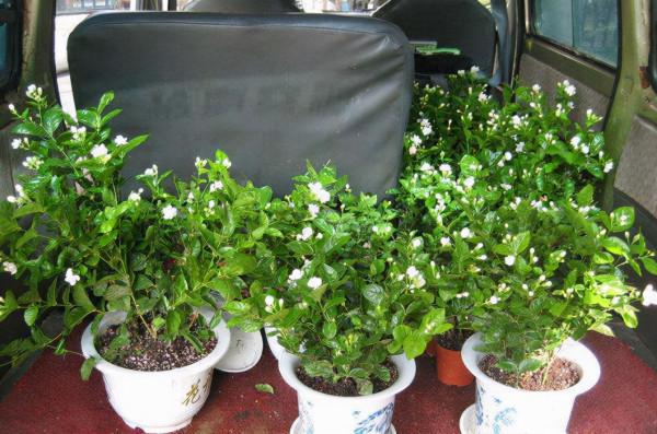 睡覺翻來覆去不安穩，擺一些“助睡植物”，身體狀態越來越好