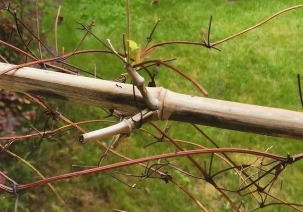 新手養鐵線蓮兩年手記