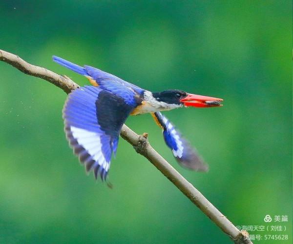 自然界中最美的鳥兒之一藍翡翠