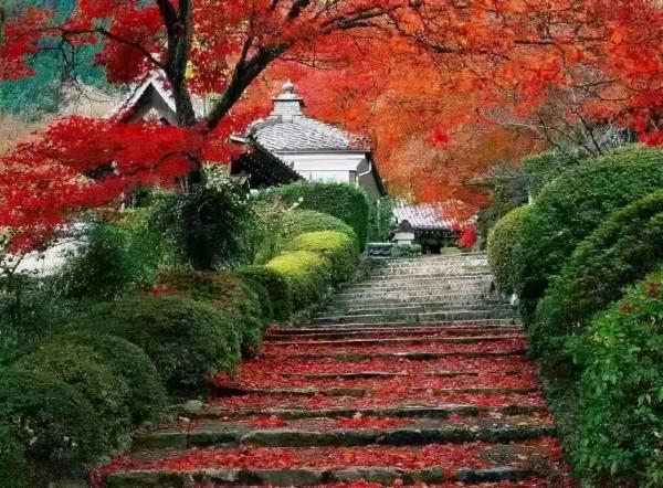 一入秋，南京就成了金陵