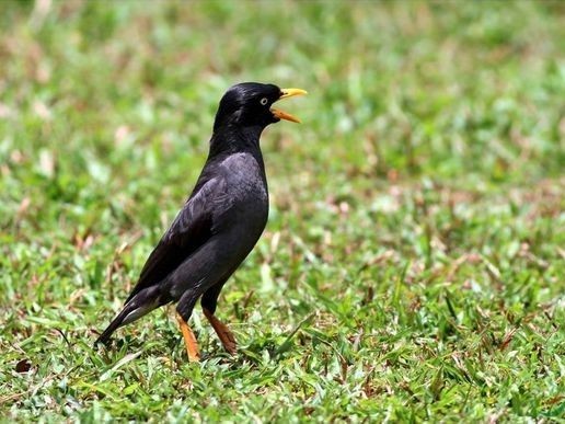 對不起，小八哥鳥崽崽，我沒能將你放飛