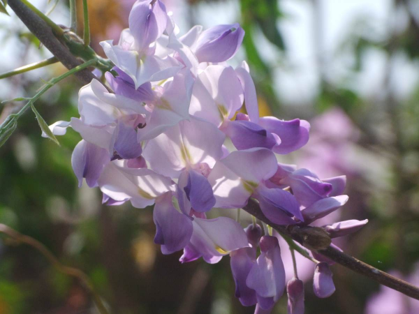 家裡不缺錢的,可以種一棵傳家寶“紫藤”,寓意家宅平安 家裡不缺錢的,可以種一棵傳家寶“紫藤”,寓意家宅平安