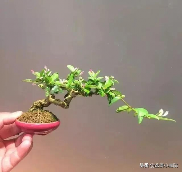 老枝扦插迅速獲取成品盆景的秘密