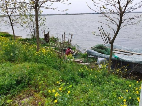 黃花錦簇白馬湖