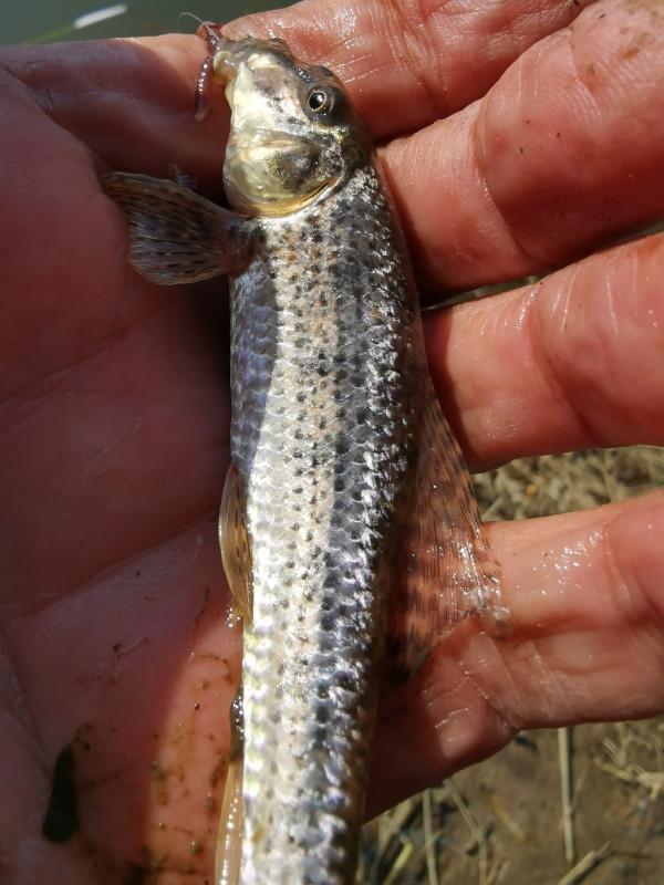 [十週年亅艱難釣魚路,我用妙招撬開鯽魚口 [十週年亅艱難釣魚路,我用妙招撬開鯽魚口