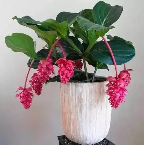 自帶富貴氣而比較昂貴的花