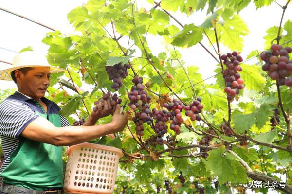 對撂荒棄耕地和城鎮空置房徵收閒置稅 對撂荒棄耕地和城鎮空置房徵收閒置稅