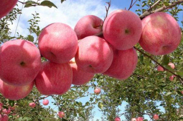 日本最嚴種苗法實行8個月,我國哪幾類水果有可能違反日本禁令? 日本最嚴種苗法實行8個月,我國哪幾類水果有可能違反日本禁令?