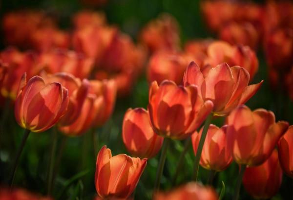 情侶園的鬱金香