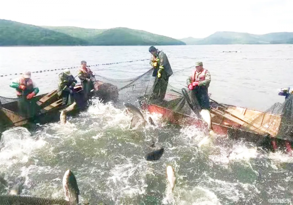 黑龍江漁業迎來南漁北移重大發展機遇