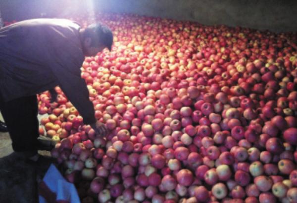 “收購商不來收”，去年的果子沒賣完，果農無奈倒掉