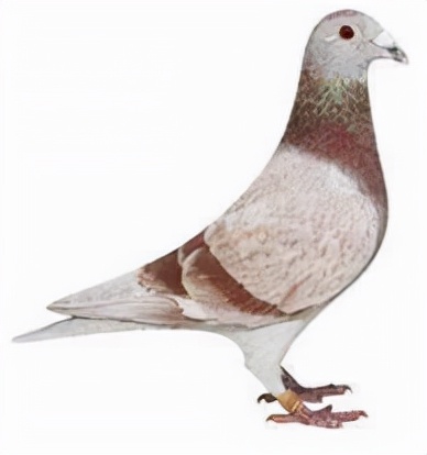 集鴿羽色分不清？看看這家鴿會發布的對照圖