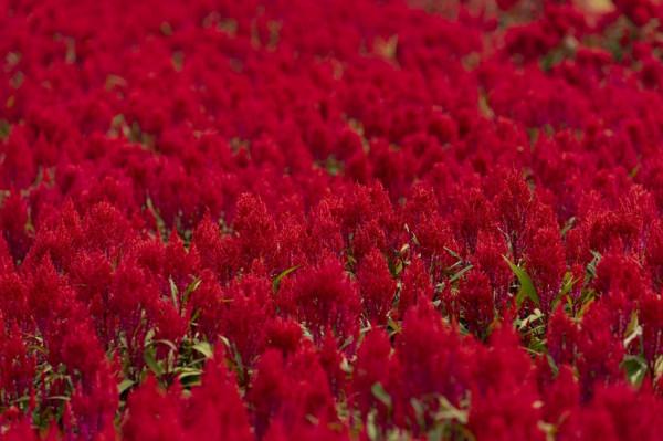 陰天過路石門森林公園