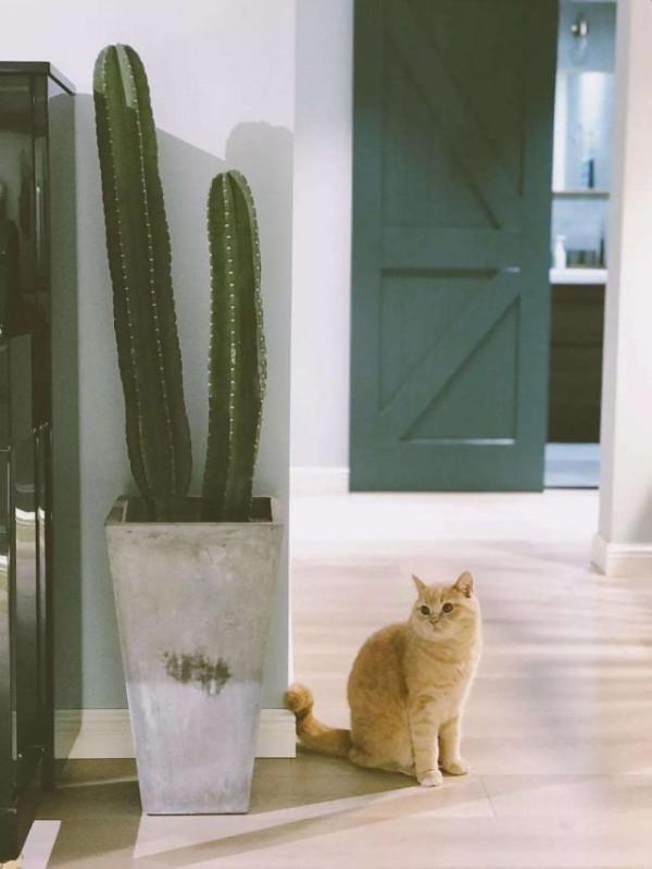 家有陽臺，適合養3種“醜花”，別嫌難看，它們可都是“氧氣機”