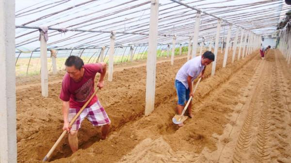 土壤施用石灰能增產?方法用錯了,費時費力產量低 土壤施用石灰能增產?方法用錯了,費時費力產量低