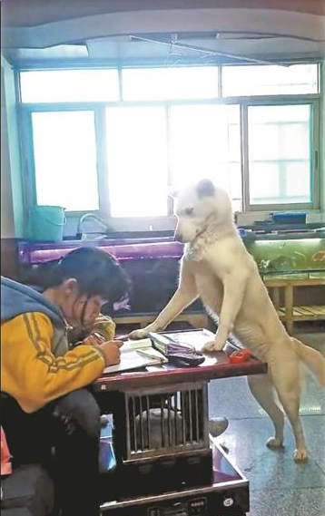 故事:韓國神奇&quot;哮天犬&quot;,化身最強家教監督孩子,它是怎麼被馴服的