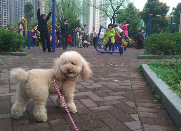中國有些家犬品種,其實是世界上最古老、也是最稀少的品種(2) 中國有些家犬品種,其實是世界上最古老、也是最稀少的品種(2)