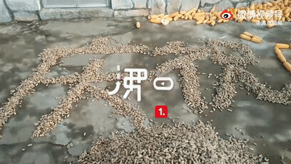 大好河山寸土不讓！喀喇崑崙，升旗