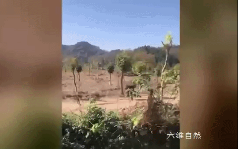 江西一隻野生梅花鹿下山尋找食物，卻被狗狂追，只能跳進水溝躲避