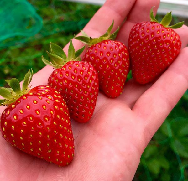 66張治癒強迫症的完美圖片，看完整個人都舒服了