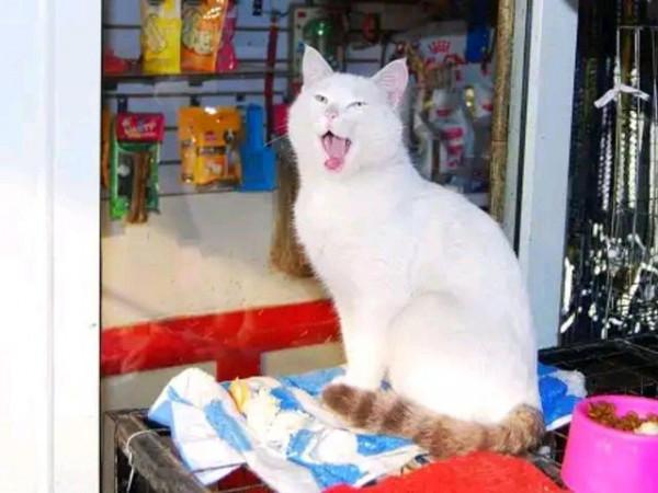 流浪貓見人就“拜拜”，店老闆收養它招攬生意，好萌一隻招財貓