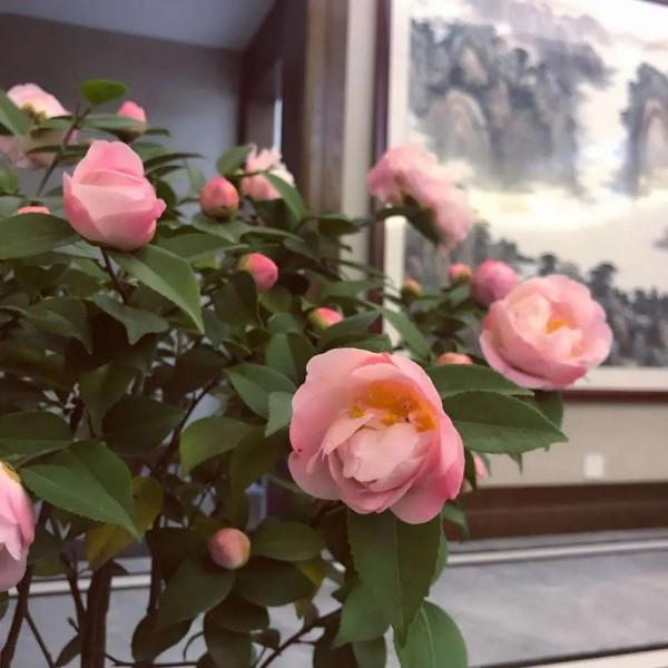 盆栽茶花，有“3個講究”，學會了，花香色美，花比拳頭大