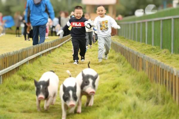 8畝地建小動物農場僅憑2招變網紅打卡地，門票20餵動物10元，啥樣