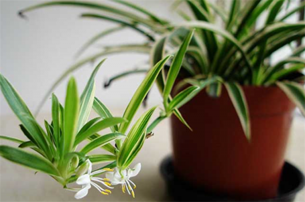 適合長期放在室內的植物,建議選擇10種花,不僅耐陰耐旱,還乾淨 適合長期放在室內的植物,建議選擇10種花,不僅耐陰耐旱,還乾淨
