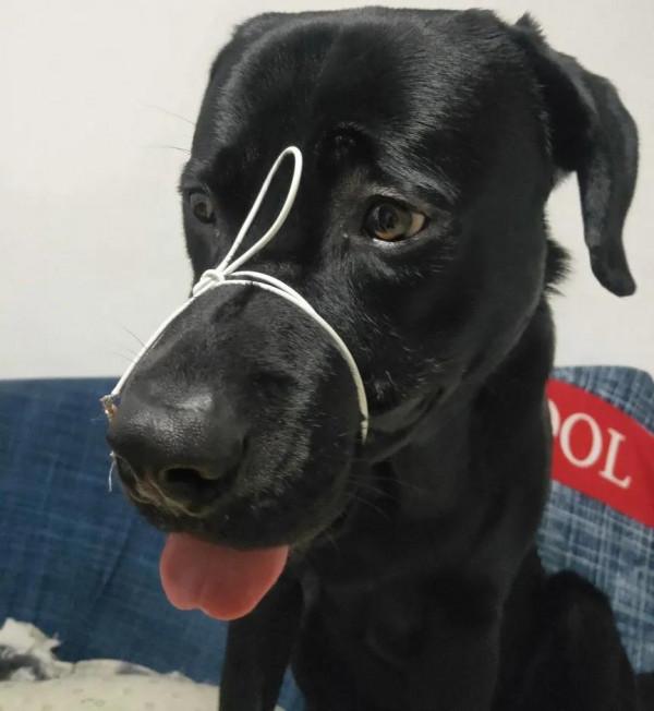 #養一條拉布拉多是種什麼體驗？#