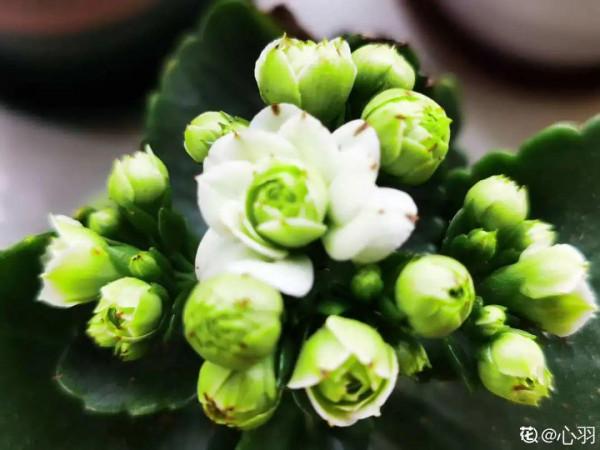 花600塊買的大花蕙蘭，掉個苞20塊錢沒了，心疼···