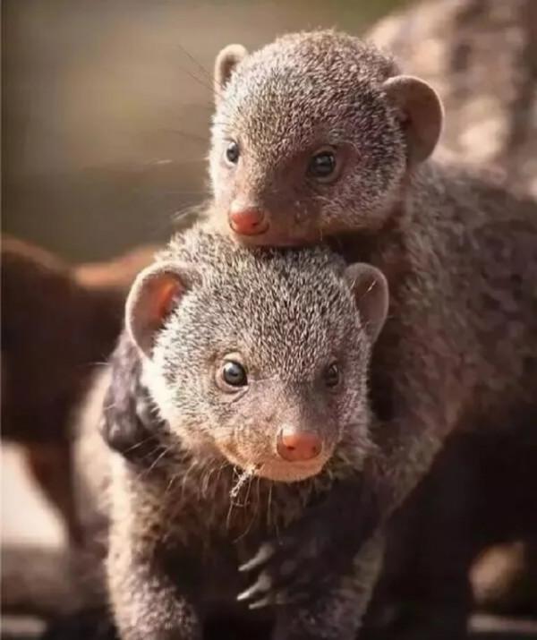 收集20張動物圖片，你最喜歡哪張