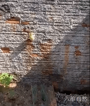 巴西一隻小鴨子艱難地爬上圍牆，以為馬上就自由，轉眼就被人捉回
