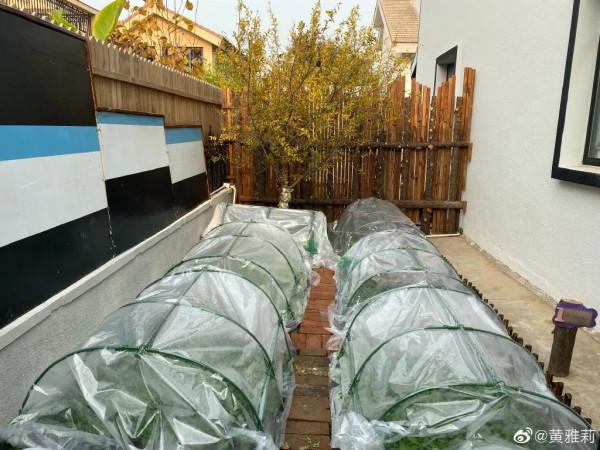 嫁給相戀16年的初戀,32歲黃雅莉活成城市版李子柒:寶藏女孩實錘了 嫁給相戀16年的初戀,32歲黃雅莉活成城市版李子柒:寶藏女孩實錘了