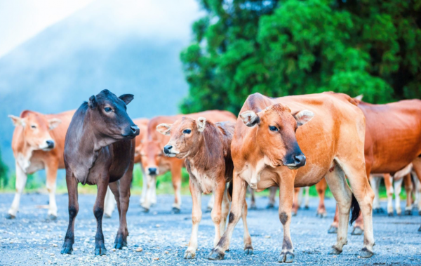 為何在西沙東島上，發現上百頭野牛？周邊都是海，它們從何而來？