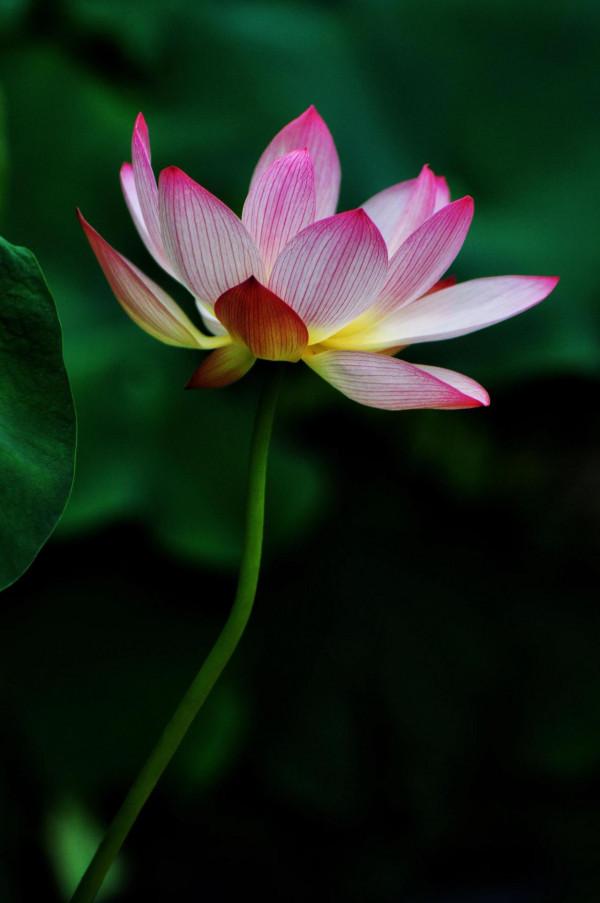 冬季看蓮花是“雪蓮”嗎? 冬季看蓮花是“雪蓮”嗎?