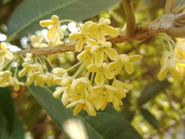 顯擺也許是人的一種本能