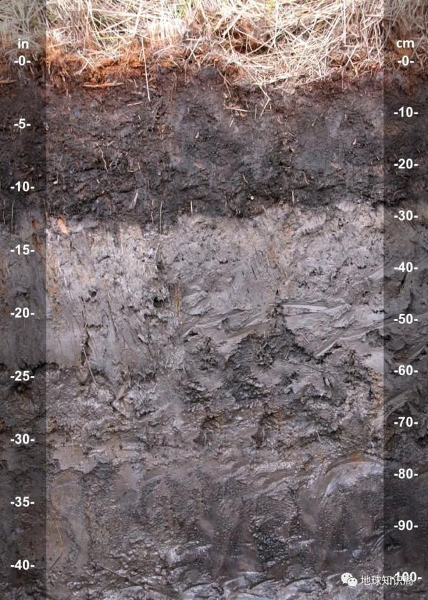 東北鹽鹼化，令人非常擔憂