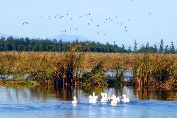 北京秋遊好去處!風景秀麗蘆葦飄蕩,門票免費適合自駕 北京秋遊好去處!風景秀麗蘆葦飄蕩,門票免費適合自駕