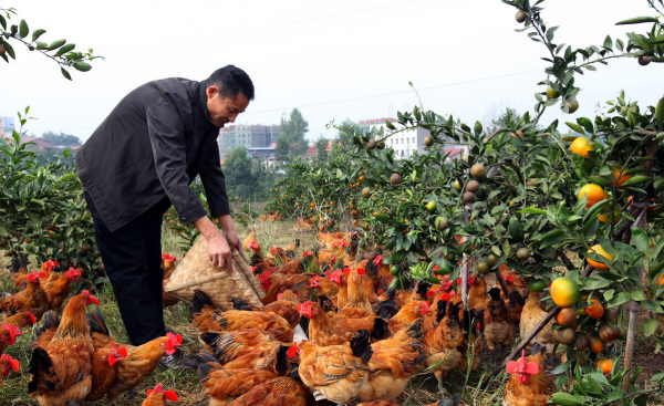 農村“林下養雞”專案如今人去林空,有人因此轎車變摩托,為啥? 農村“林下養雞”專案如今人去林空,有人因此轎車變摩托,為啥?