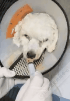 被拋棄的小泰迪又慘遭虐待,打斷頸椎後扔進橋洞等死 被拋棄的小泰迪又慘遭虐待,打斷頸椎後扔進橋洞等死