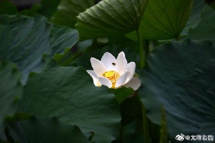 龍潭公園裡夏荷花開正盛