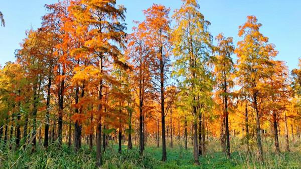 有一種紅叫紅杉林,驚豔了秋色,你去打卡了嗎? 有一種紅叫紅杉林,驚豔了秋色,你去打卡了嗎?