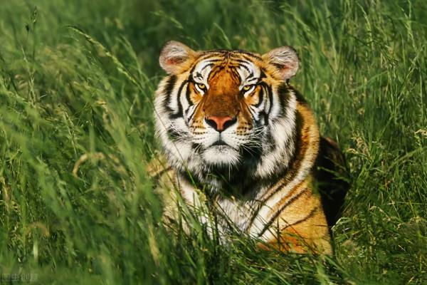 22年前東北虎與兩農民張廣才嶺面對面，農民竟然平安無事退走