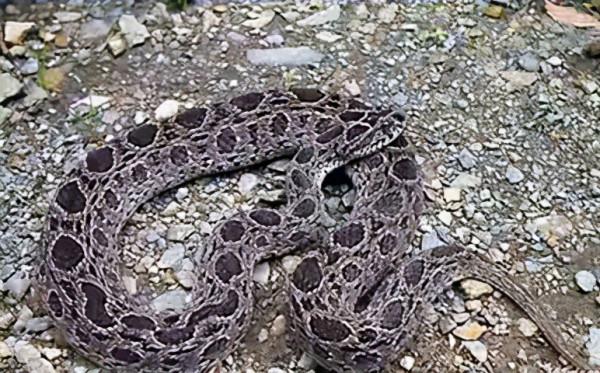 泰國圓斑蝰有多毒?被咬傷者:寧願被眼鏡蛇咬也不願意被它咬傷 泰國圓斑蝰有多毒?被咬傷者:寧願被眼鏡蛇咬也不願意被它咬傷