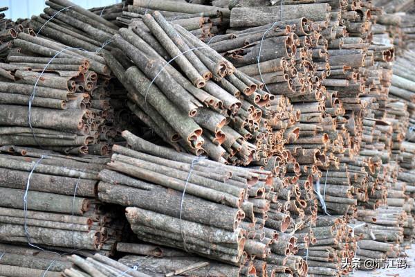 植樹也有";竅門";:單一樹種人工種植弊端多,混植";三木";速生效益好 植樹也有";竅門";:單一樹種人工種植弊端多,混植";三木";速生效益好