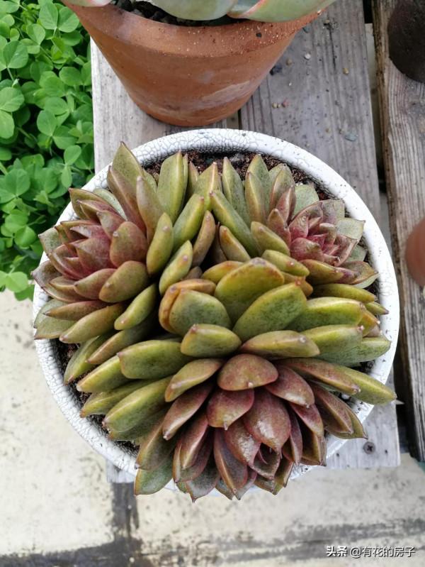 買了今生最貴一顆多肉，還有女王旋轉蘆薈、驚鴻仙子、噴泉等多肉