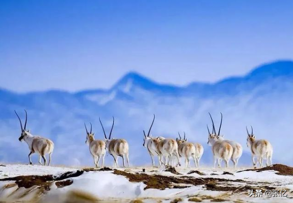 可可西里從來不拒絕生命，只拒絕人類