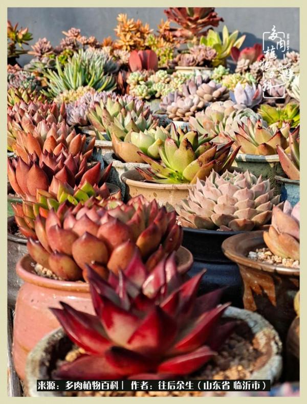 北方有多肉,絕世而獨立!一顧傾人城,再顧傾人國 北方有多肉,絕世而獨立!一顧傾人城,再顧傾人國